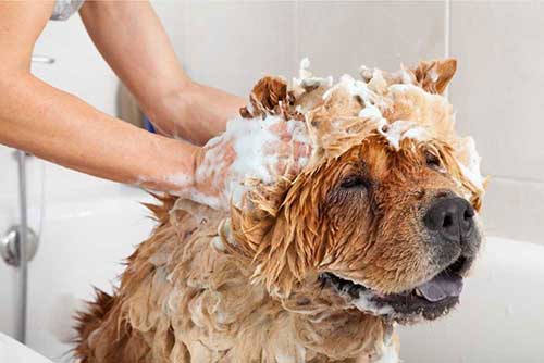 Dog CBD shampoo